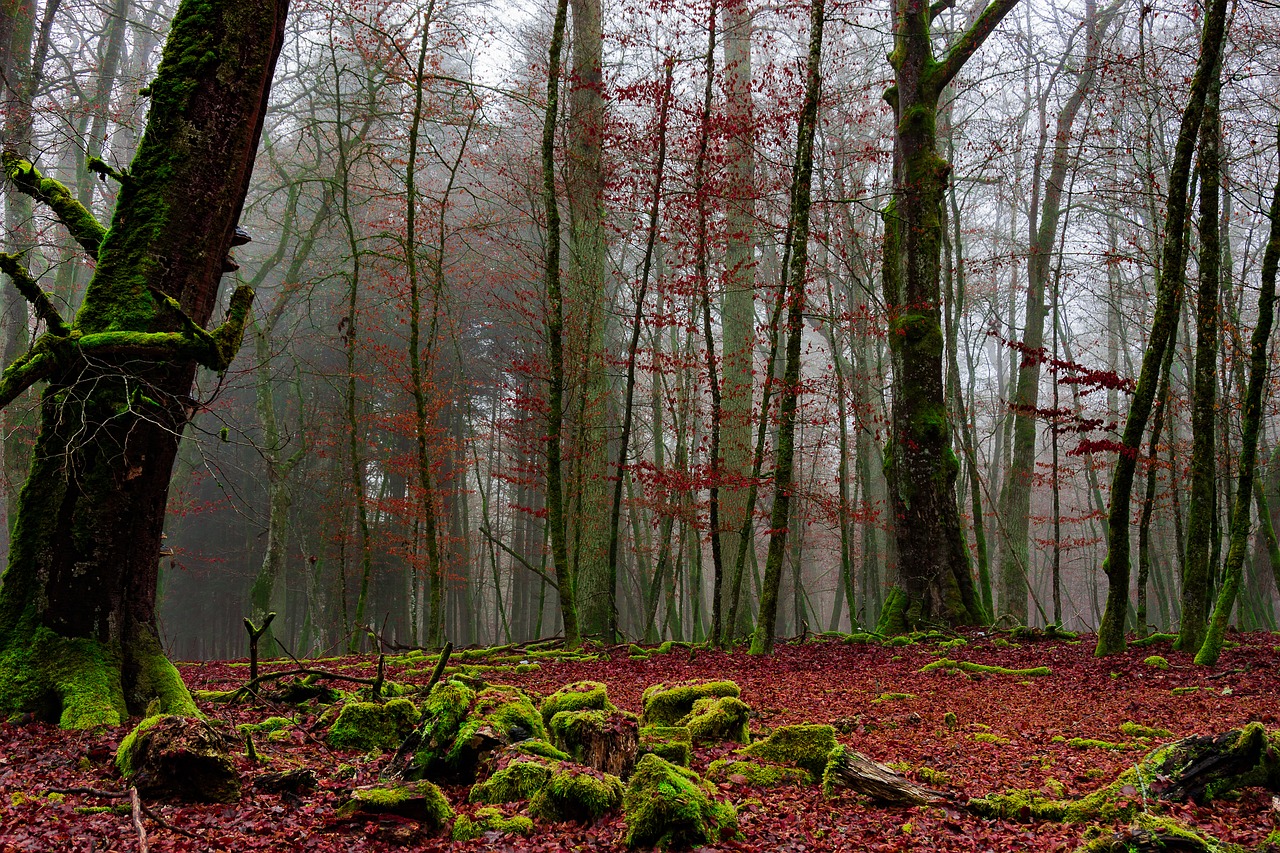 Image - forest cold forests nature