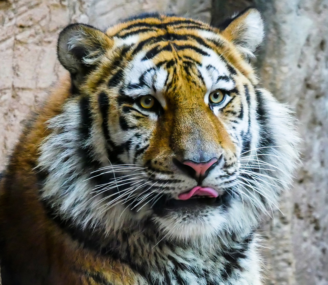 Image - animal tiger predator big cat