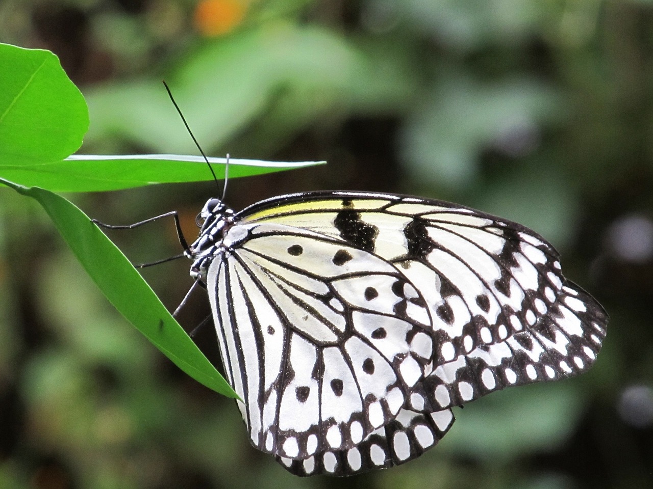 Image - butterfly paper kite macro insect