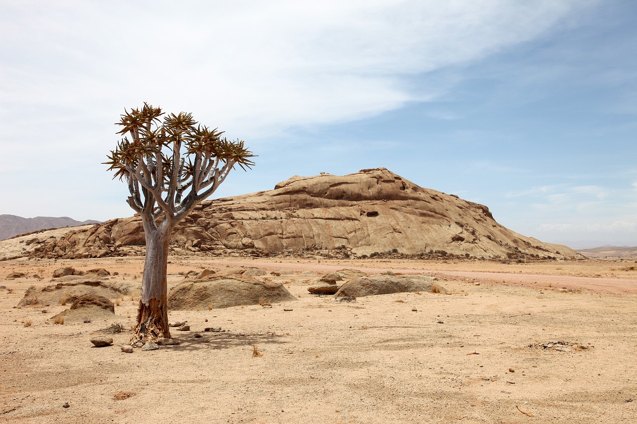 Image - namibia africa drought dry tree