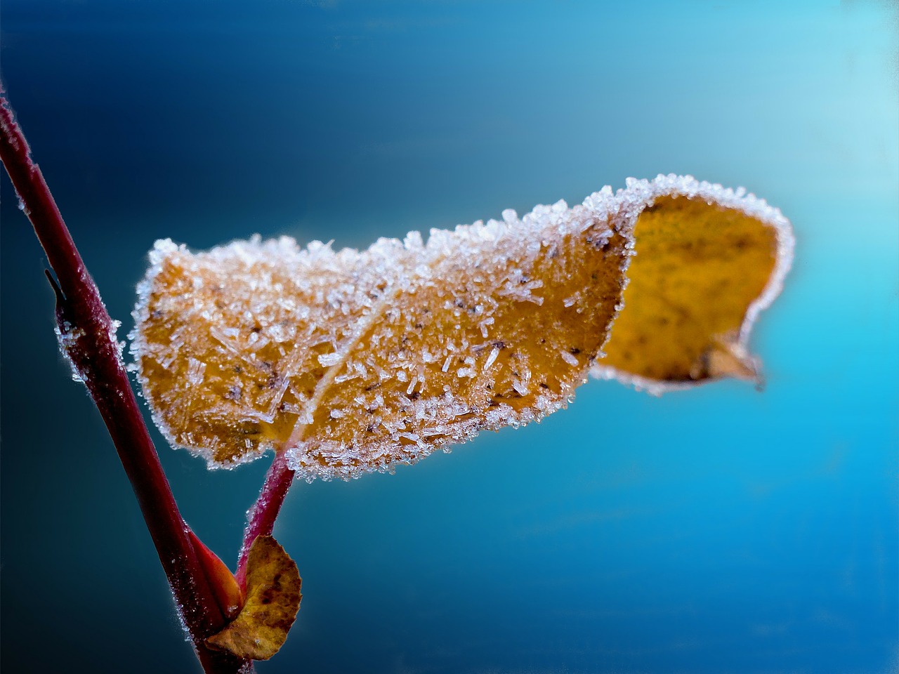 Image - frosted leaf branch frost blue