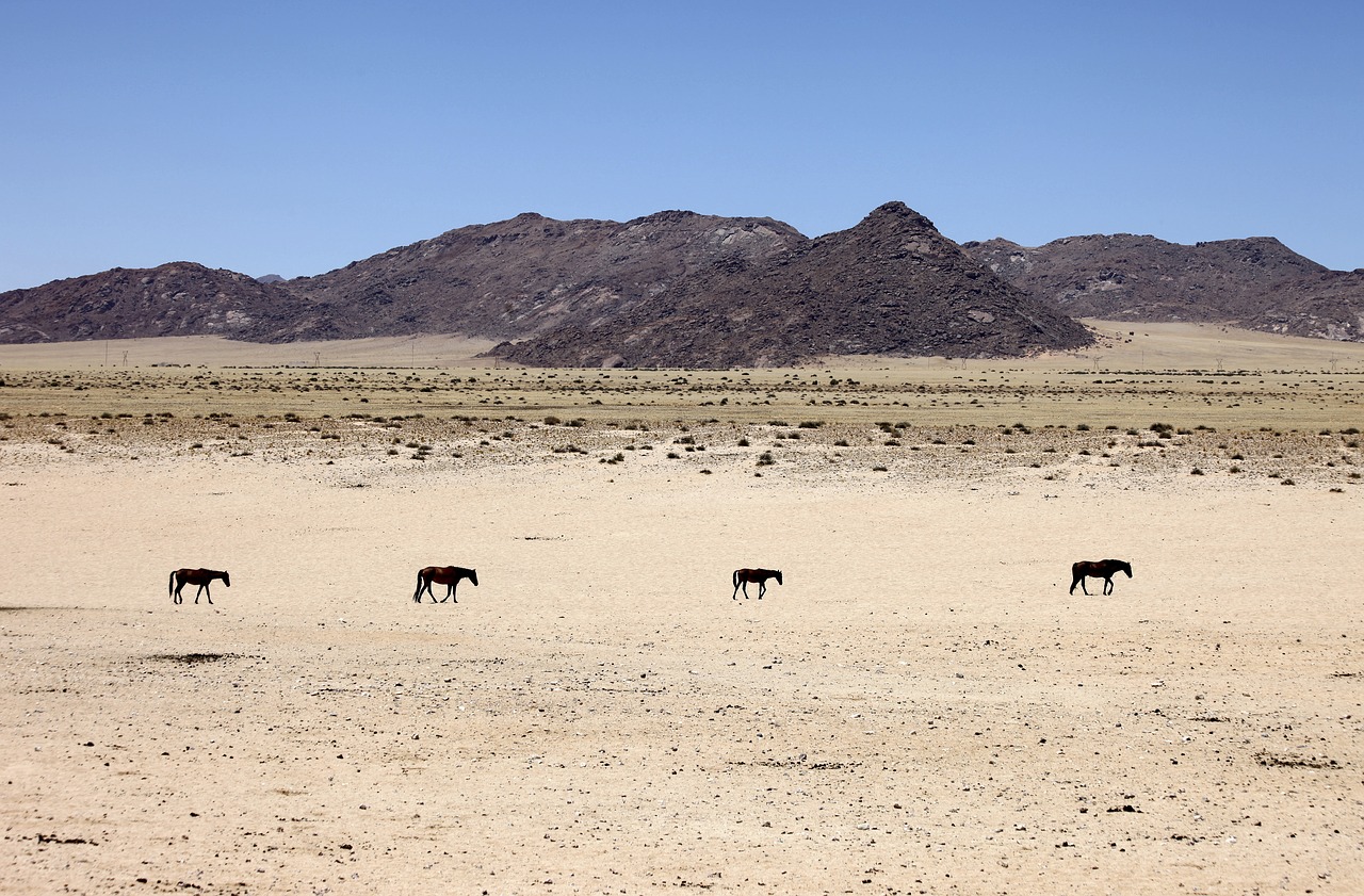 Image - namibia desert sand horses animals