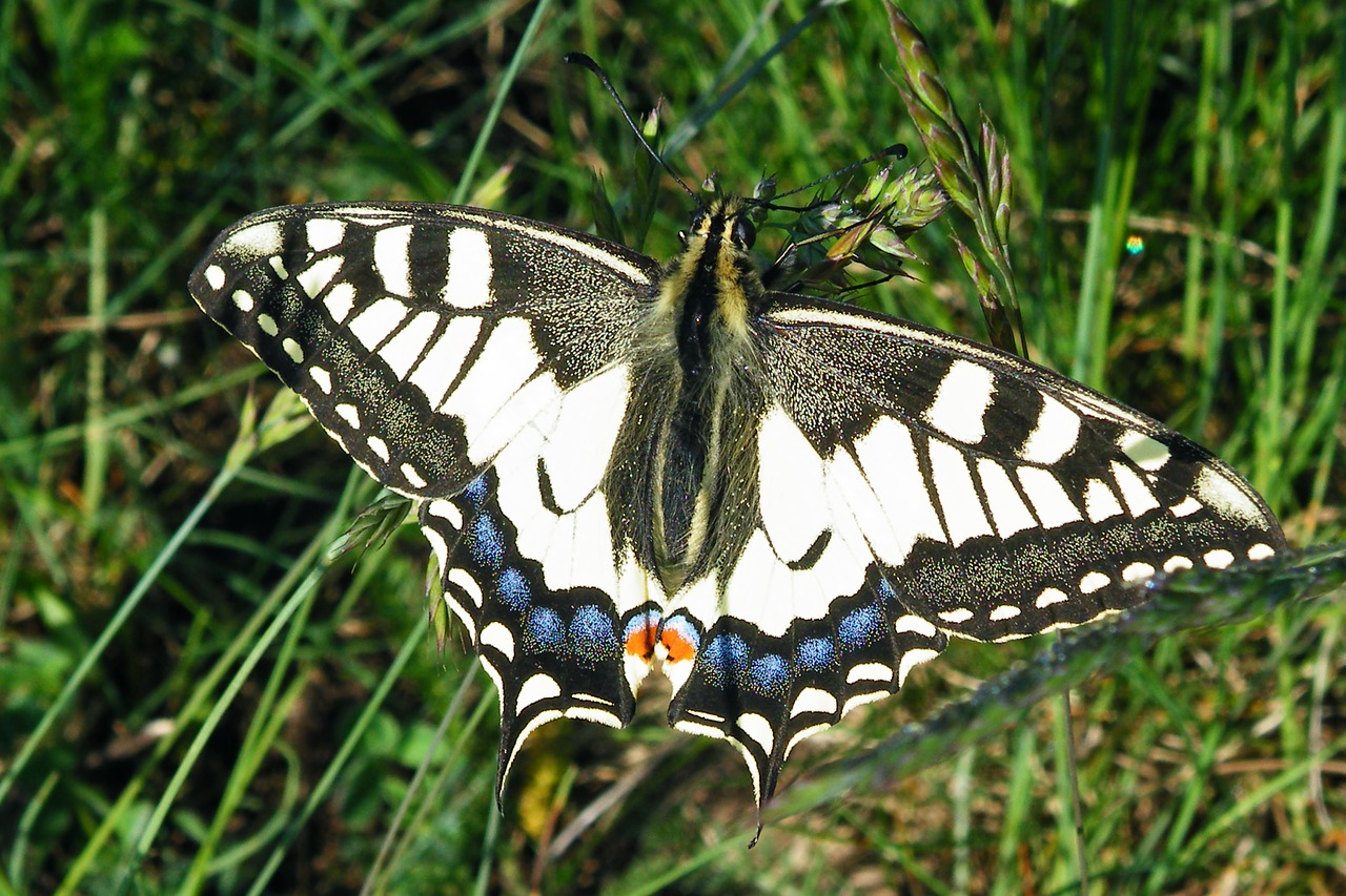 Image - butterfly dovetail insect meadow