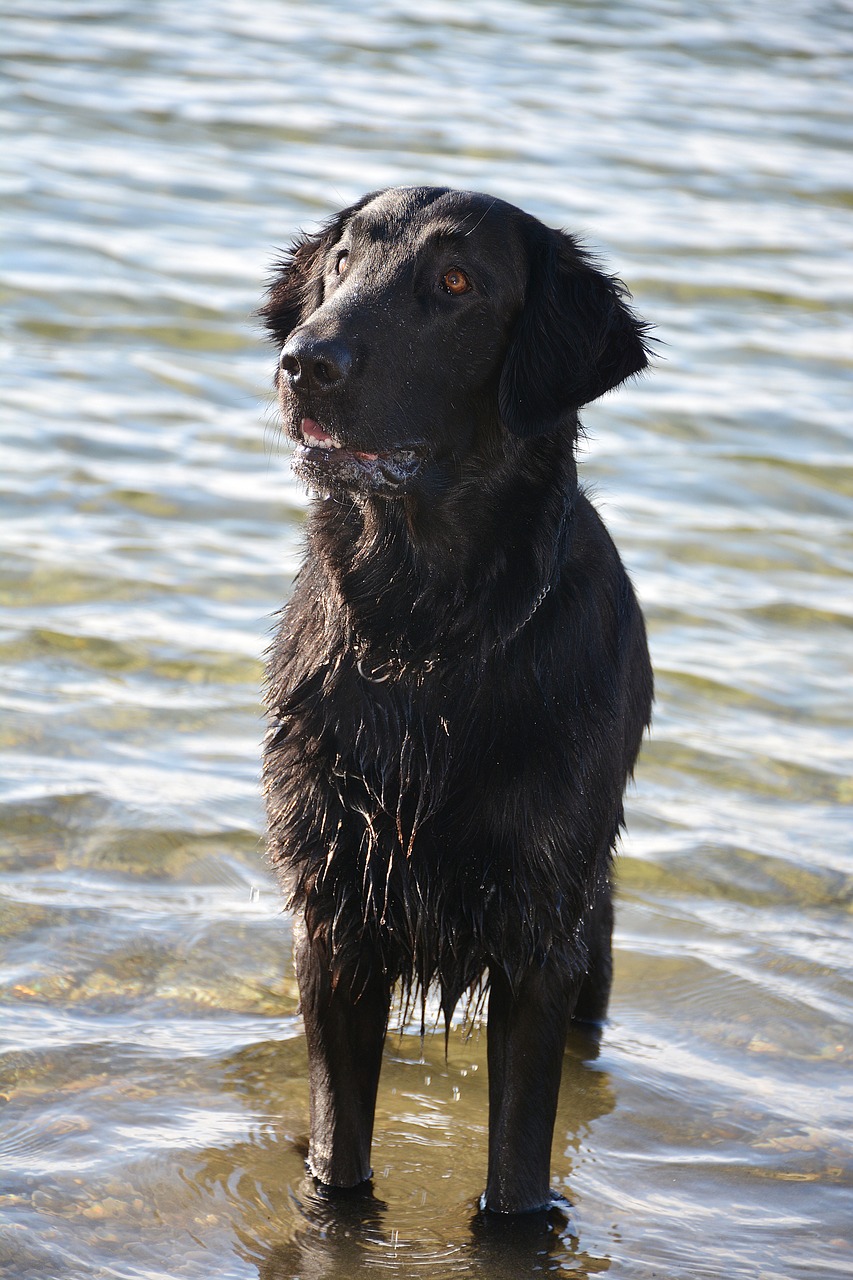 Image - dog retriever flat water wet