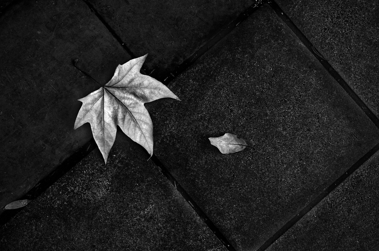 Image - on the ground floor leaf