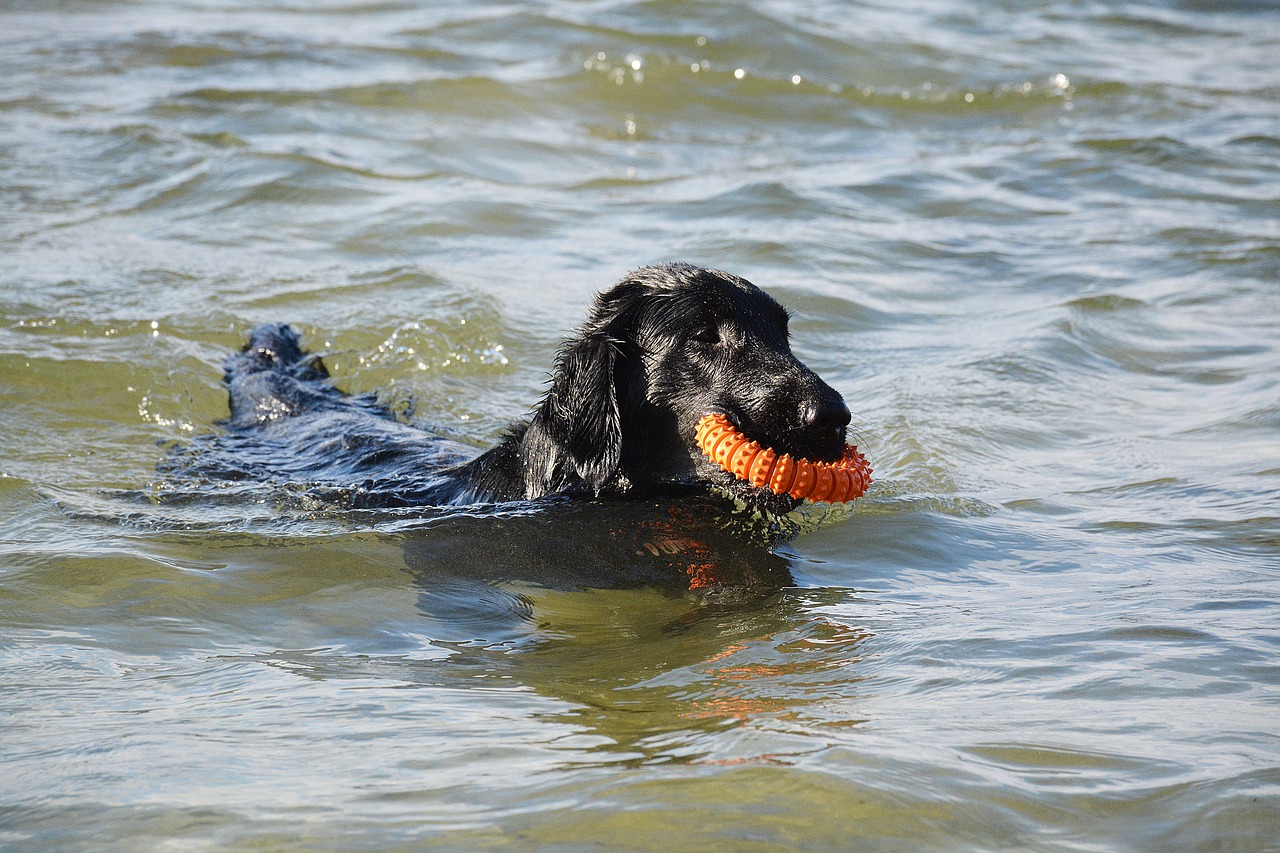 Image - dog retriever flat water play fun