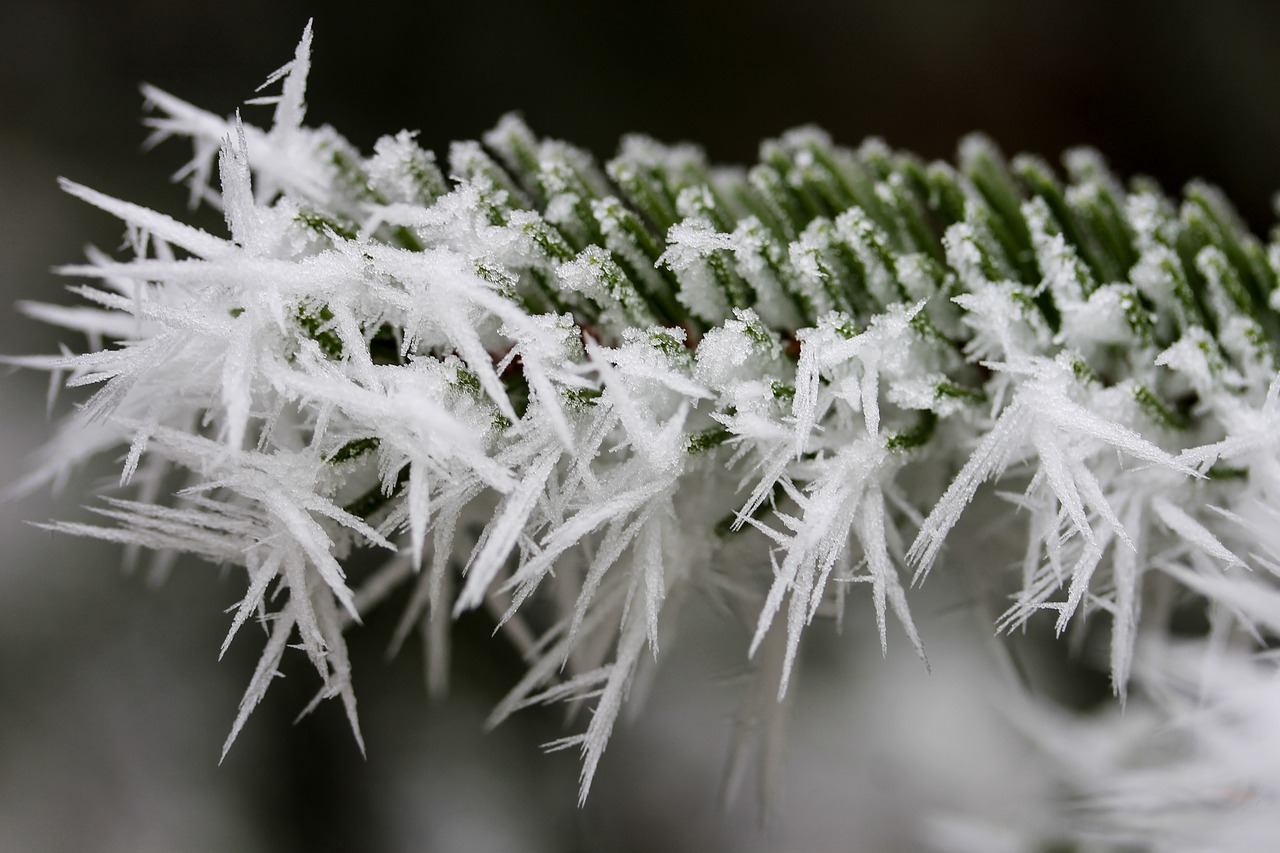 Image - rime frost pine nature winter