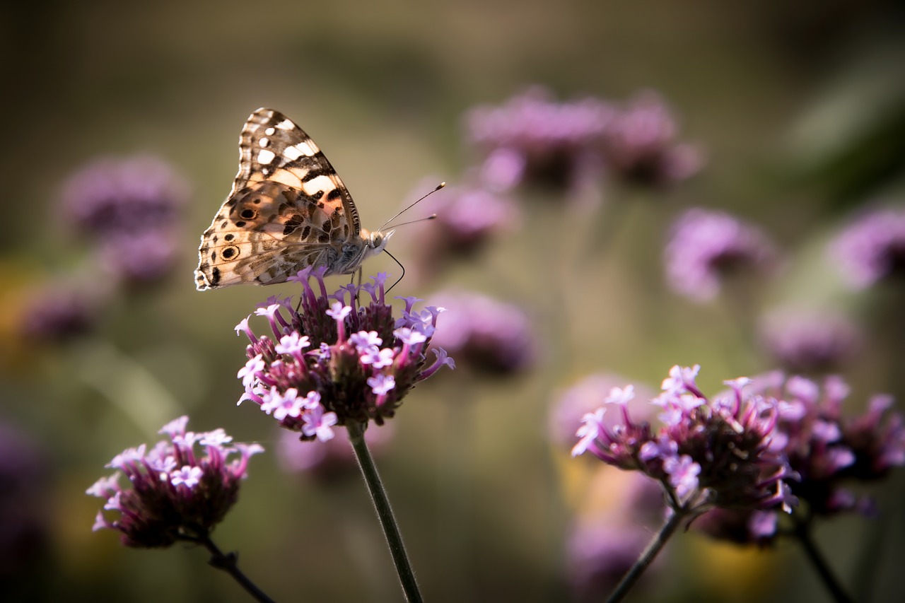 Image - insects flowers butterfly nature