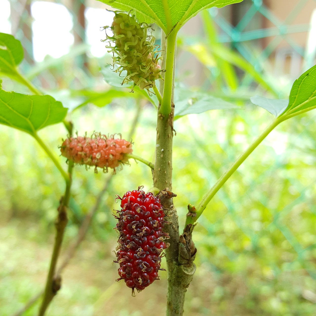 Image - mulberry food healthy natural