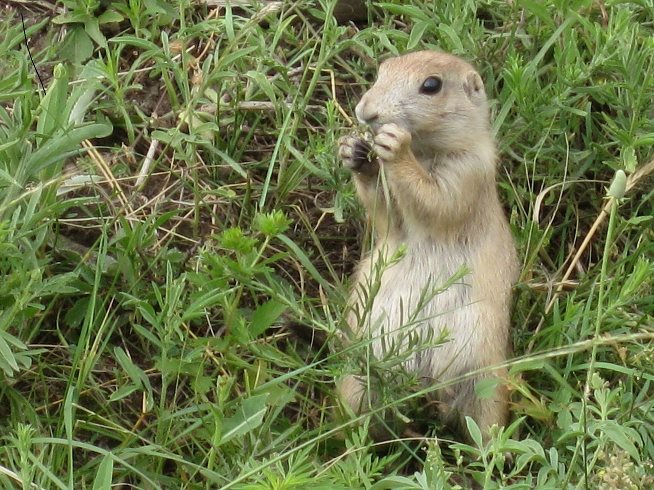 Image - prairie dog wildlife nature