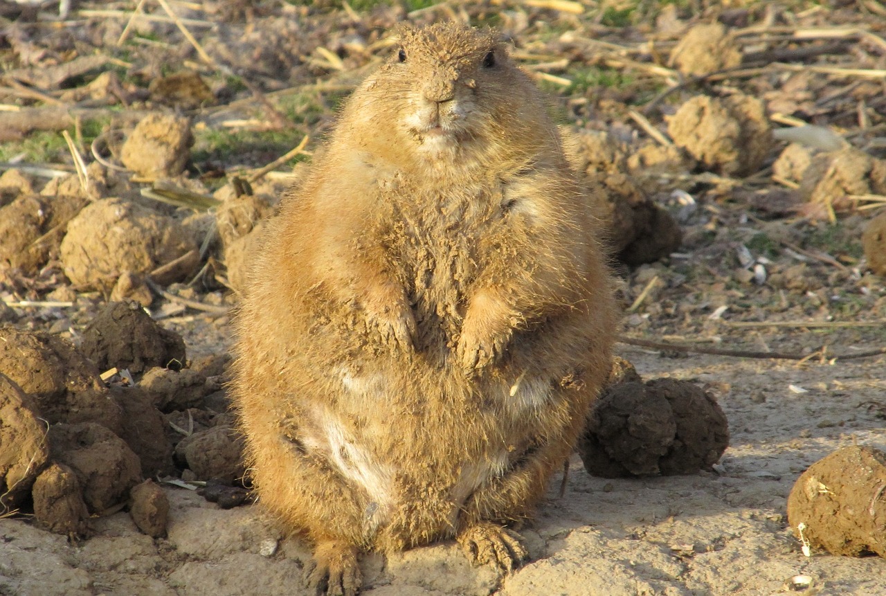 Image - prairie dog fat wildlife nature