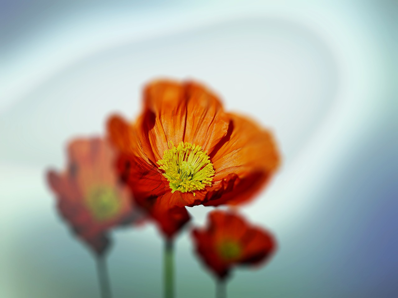 Image - flowers nature garden green spring