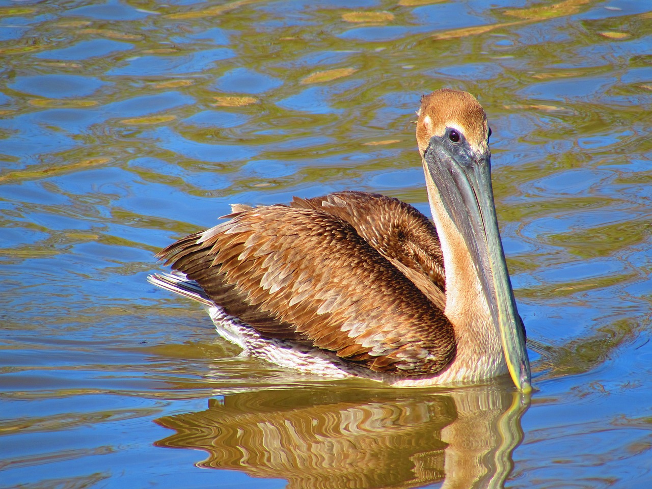 Image - louisiana birds pelicans bayou