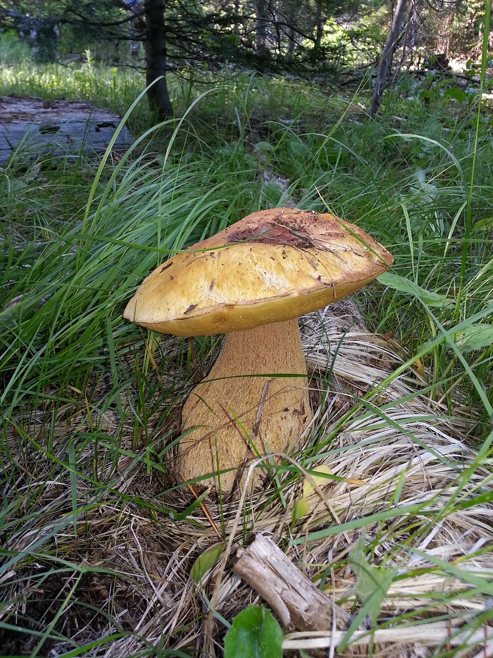Image - king bolete mushroom