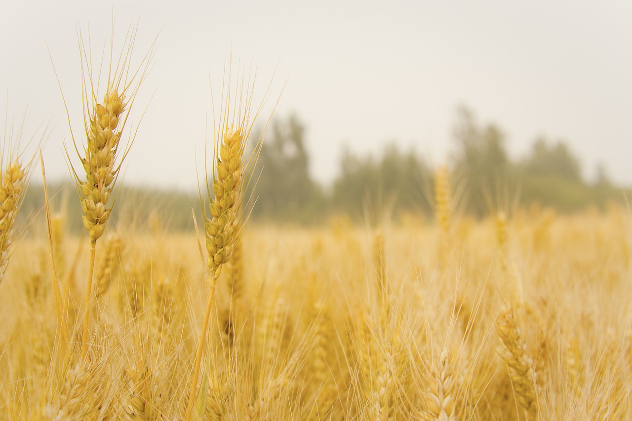 Image - wheat in wheat field harvest