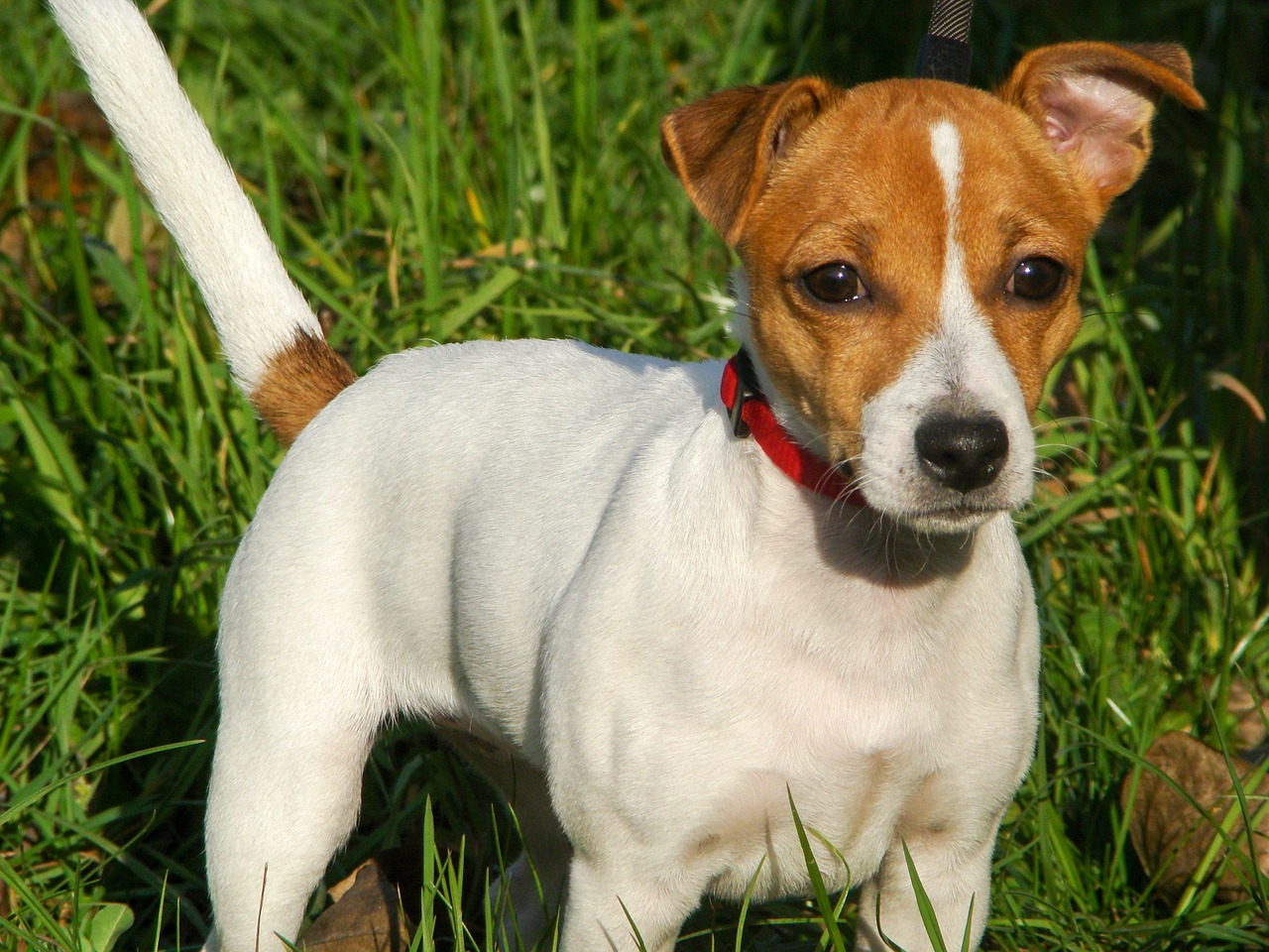 Image - dog jack russell terrier puppy