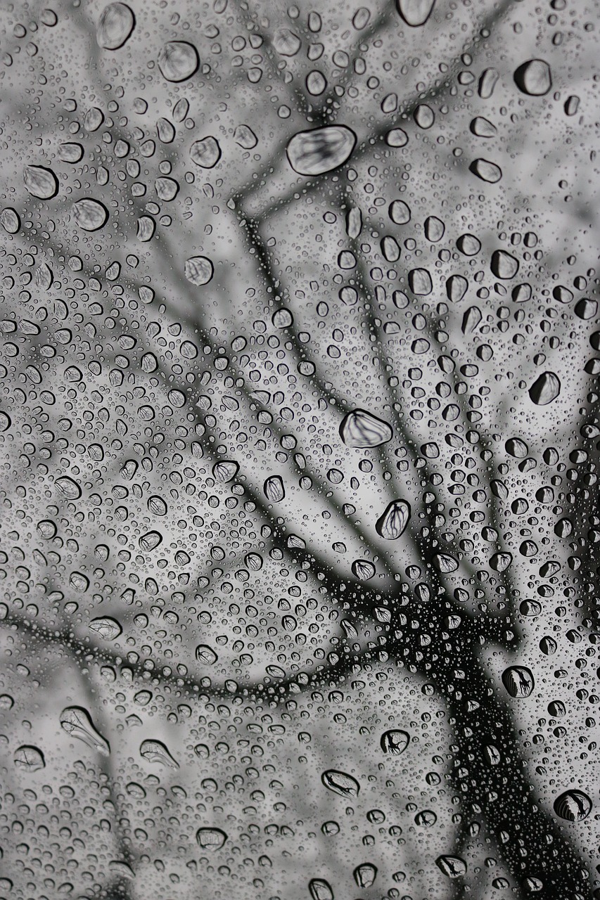 Image - rain drops glass tree water