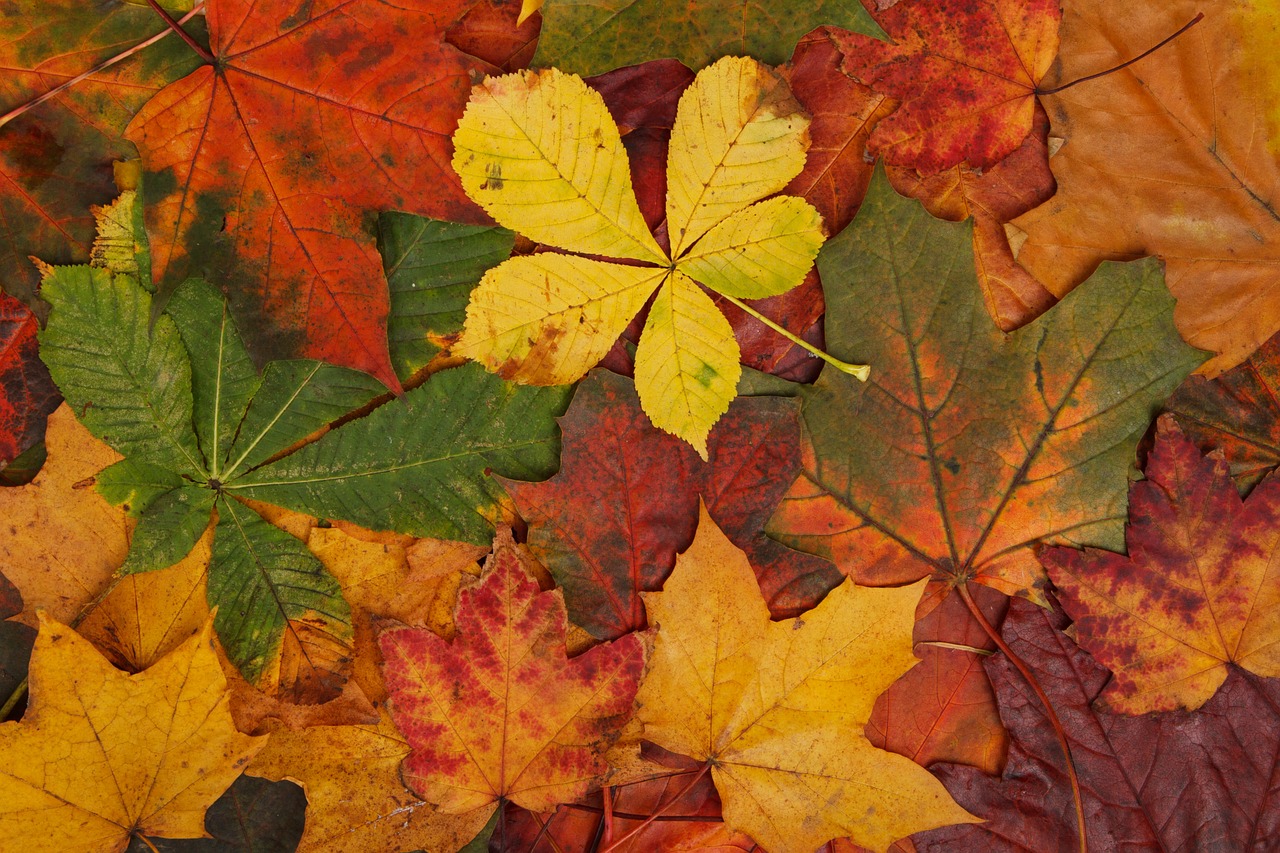 Image - abstract autumn background bright