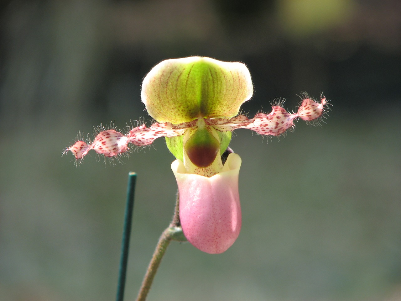 Image - orchid flowers slipper flower