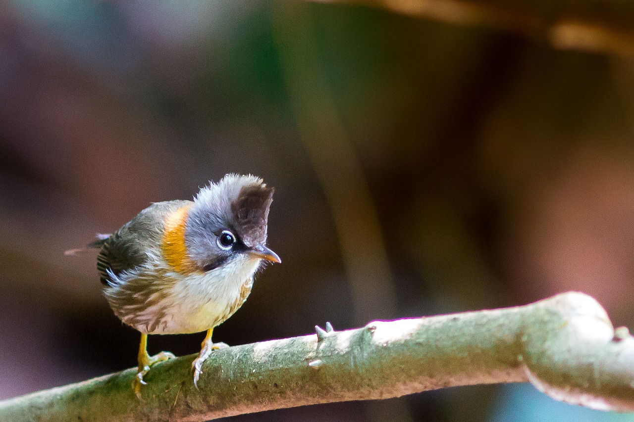 Image - birds of mt crested doi phu kha