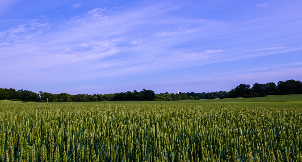 Image - sweden summer landscapes canola