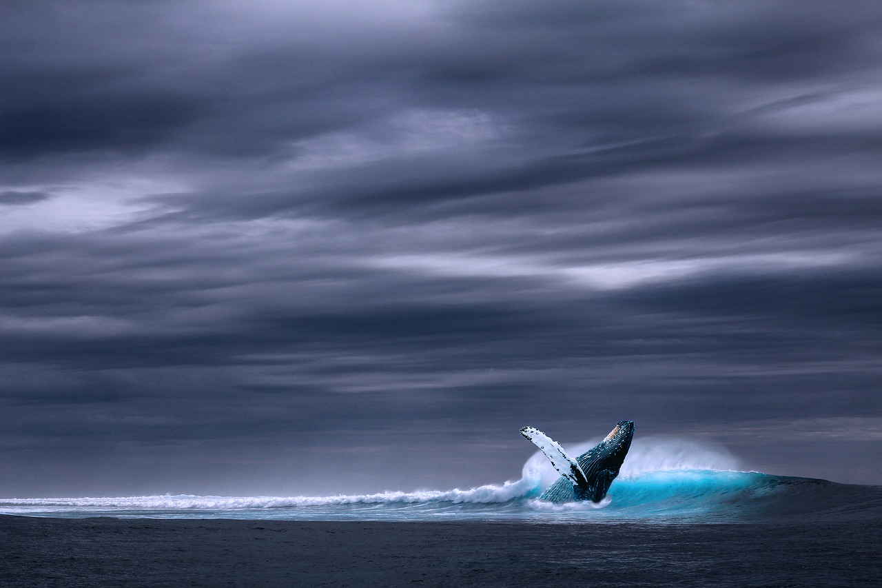 Image - ocean sea wave whale rainy side