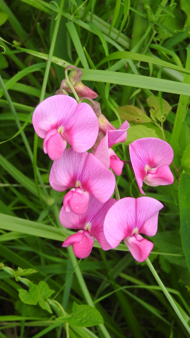 Image - flower fabaceae pink flower