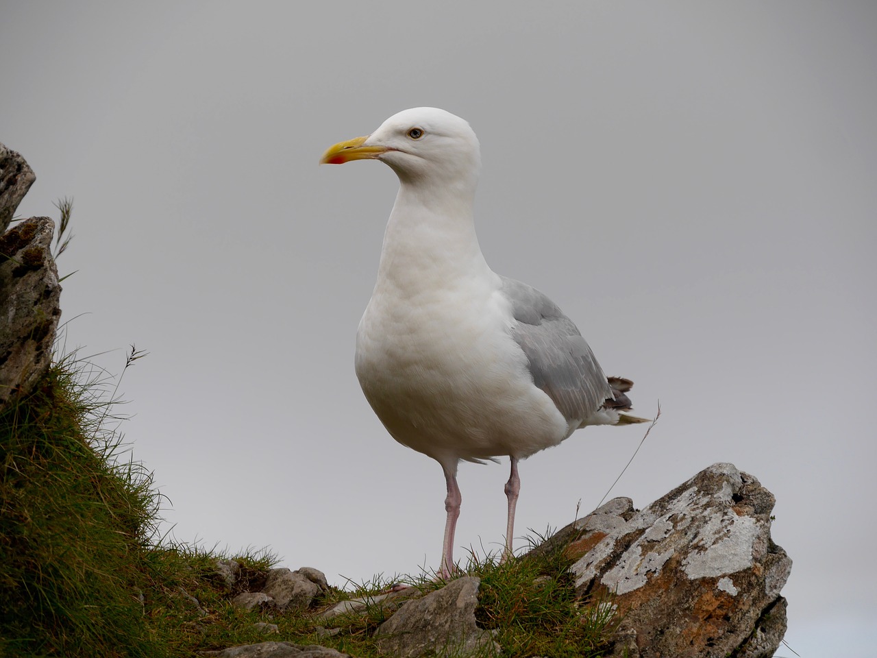 Image - seagulls wales sky mountains