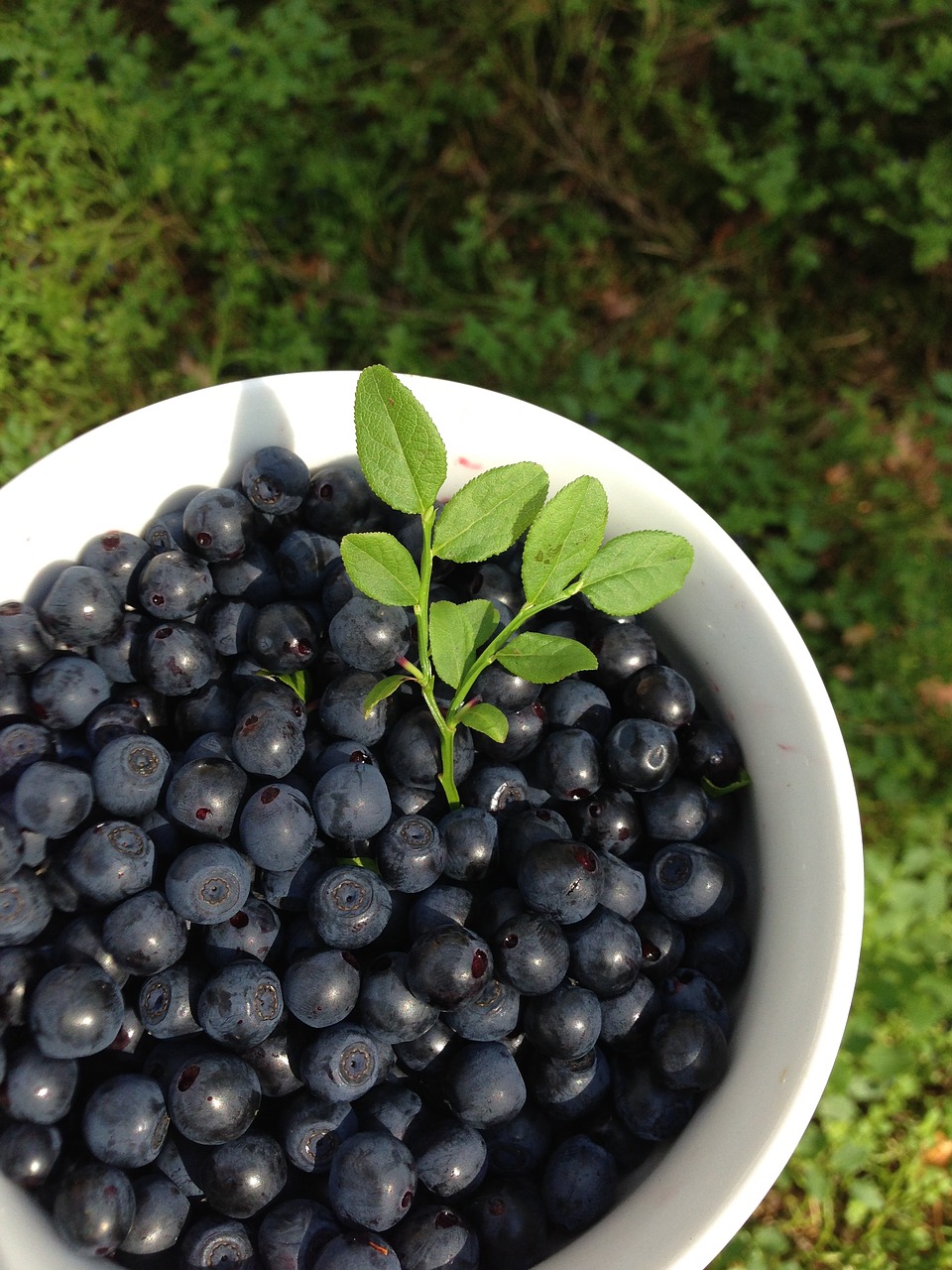 Image - berries blueberries summer bilberry