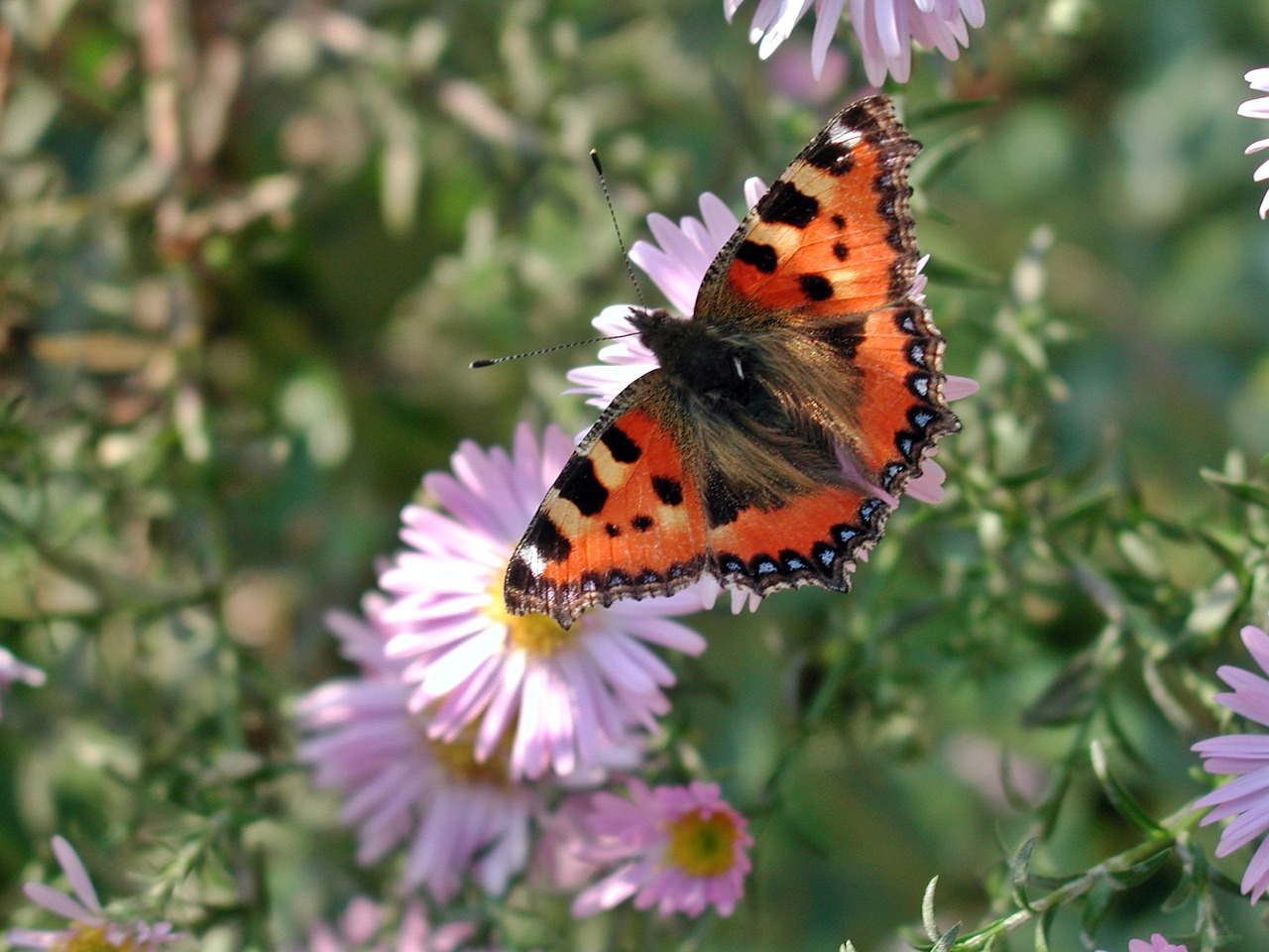 Image - little fox butterfly insect nature