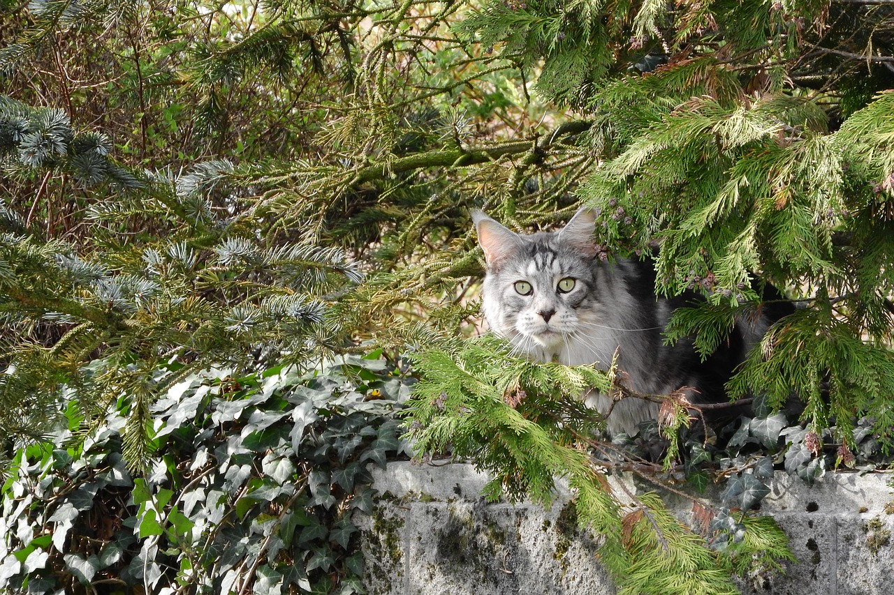 Image - cat cat in the bush trees