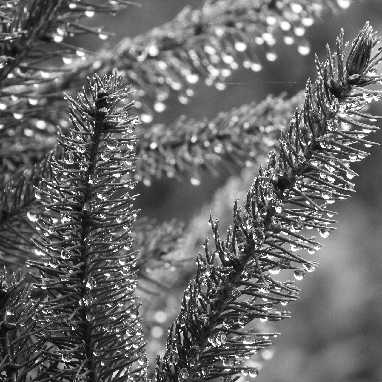 Image - spruce evergreen tree dew