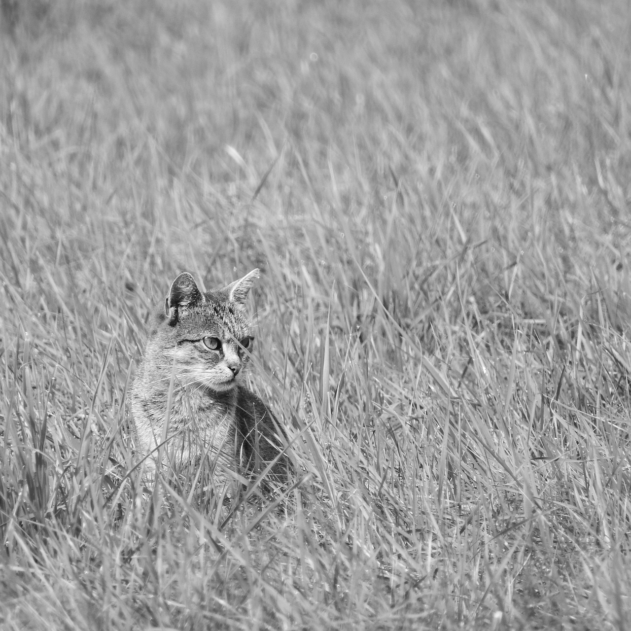 Image - cat in the grass cat black and white