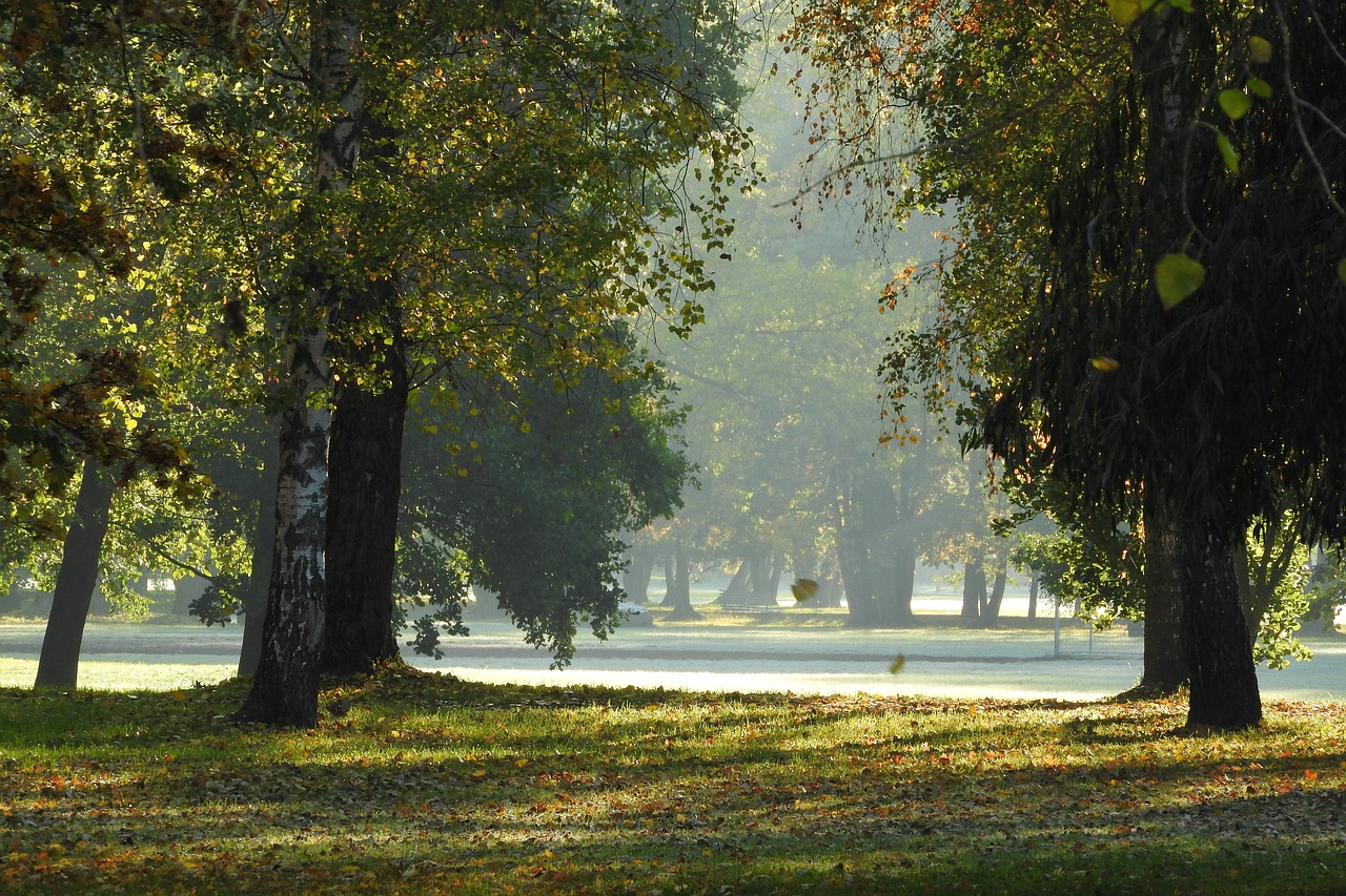 Image - the trees in the fall autumn park