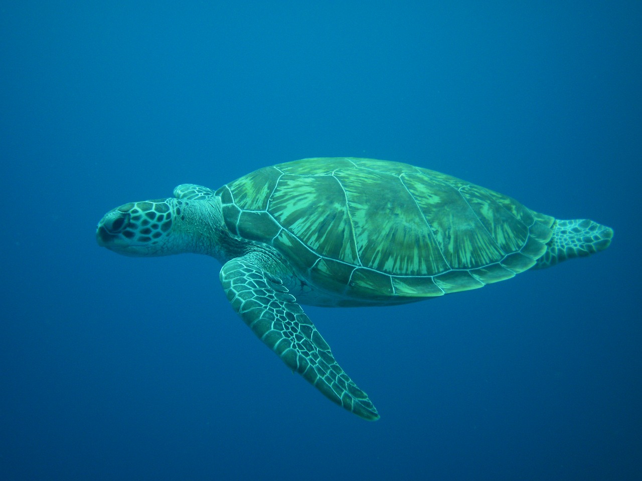 Image - turtle diving sea