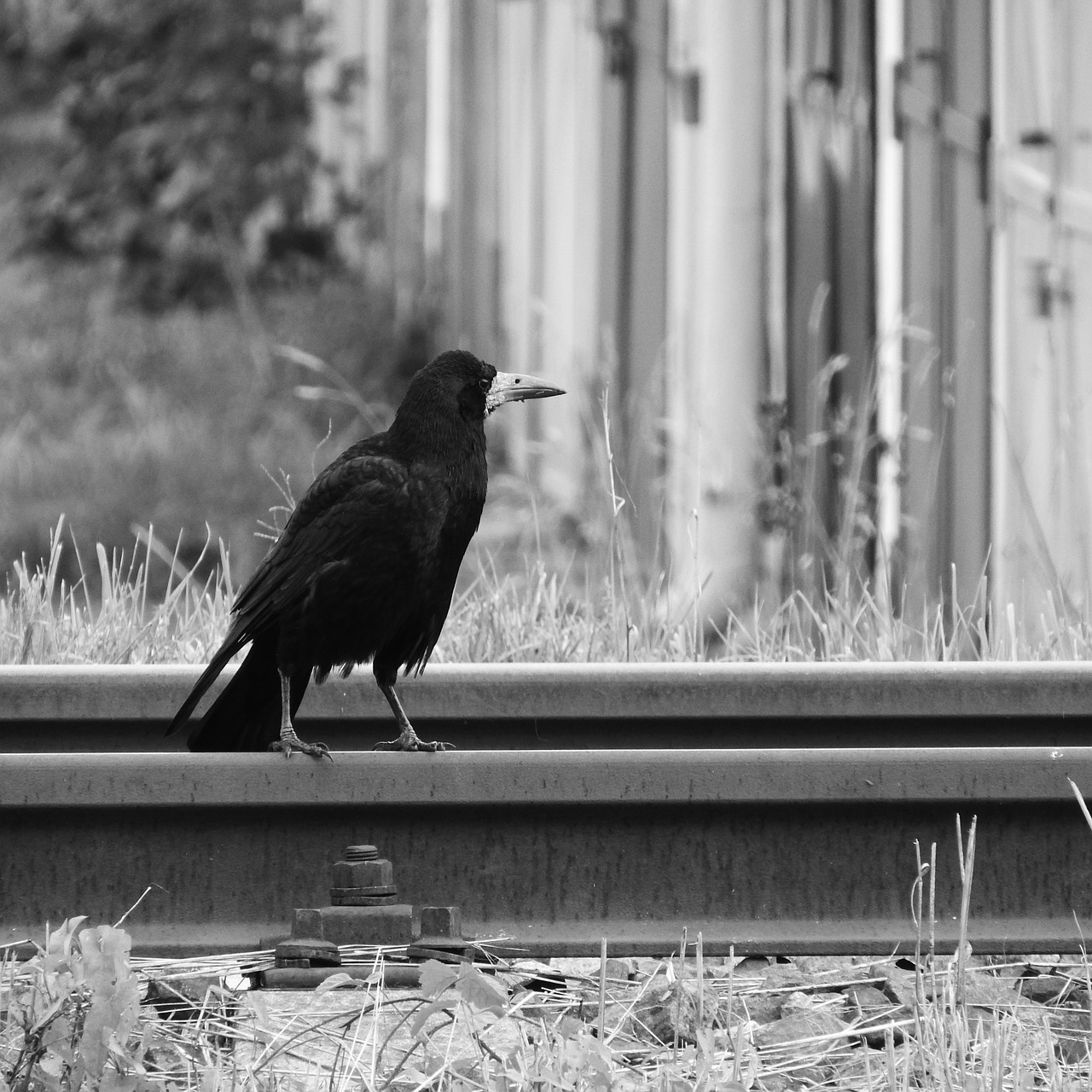 Image - raven track bird on rails