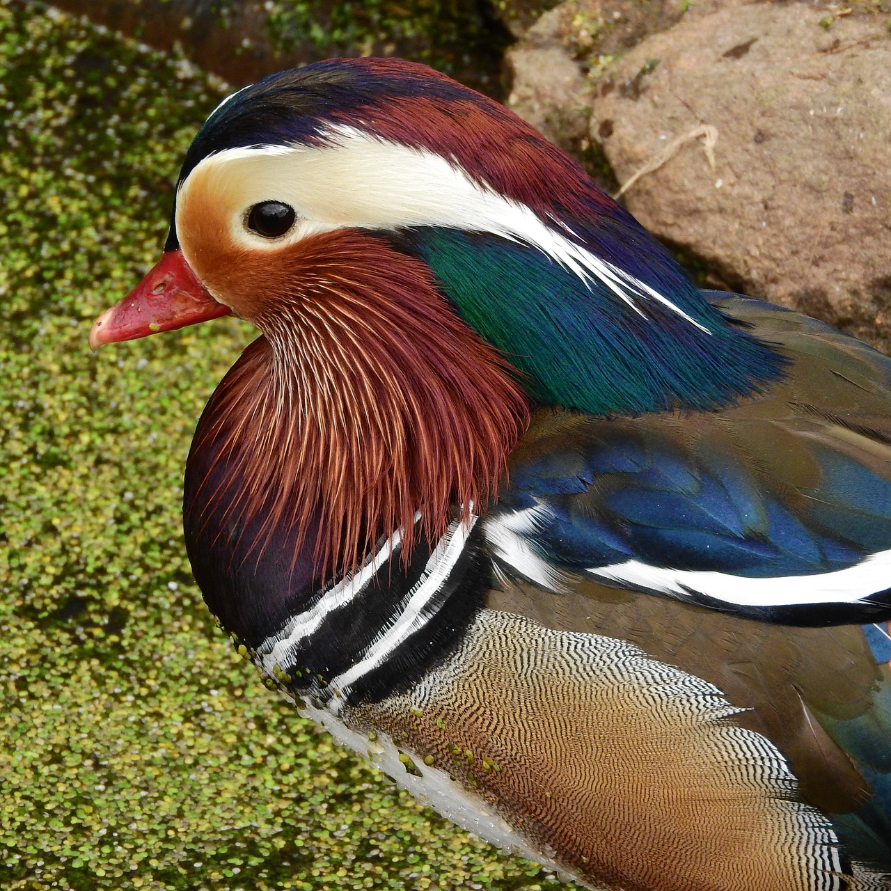 Image - mandarin mandarin drake cute