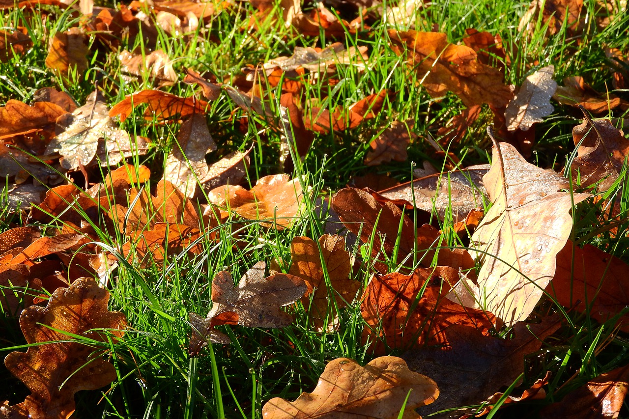 Image - fallen leaves autumn autumn colors