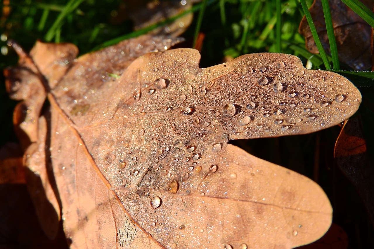 Image - oak leaf oak drops dew