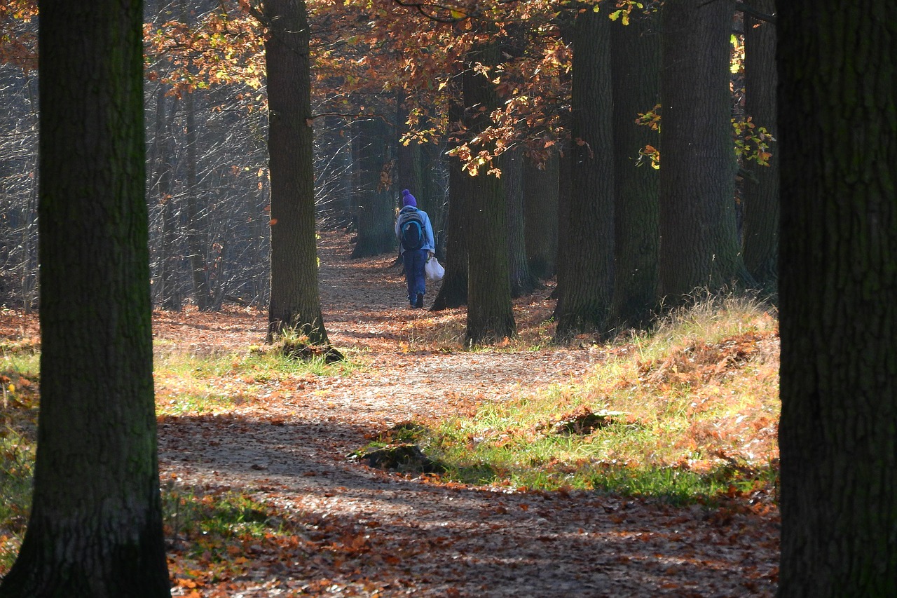 Image - forest road footpath in the forest