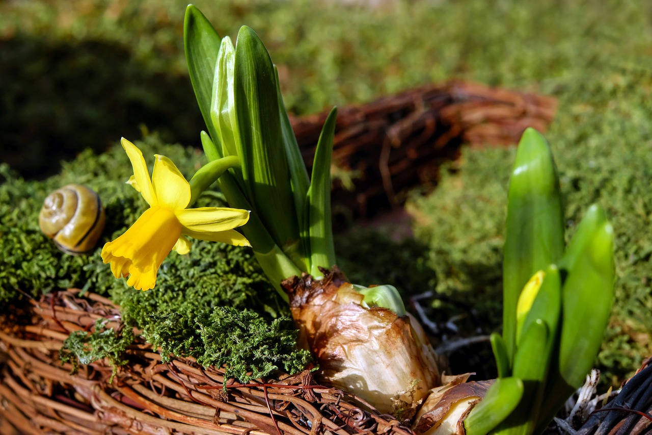 Image - narcissus flower blossom bloom