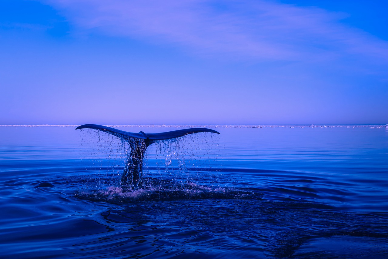 Image - sea ocean water humpback whale