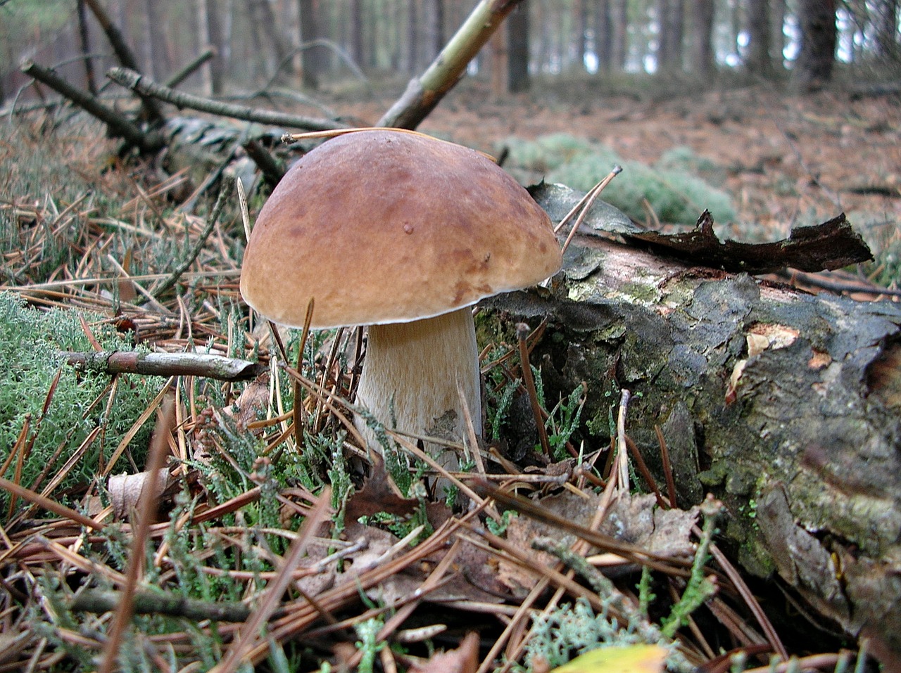 Image - mushrooms mushroom forest litter