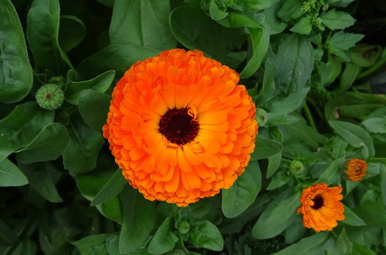 Image - flower calendula pot marigold