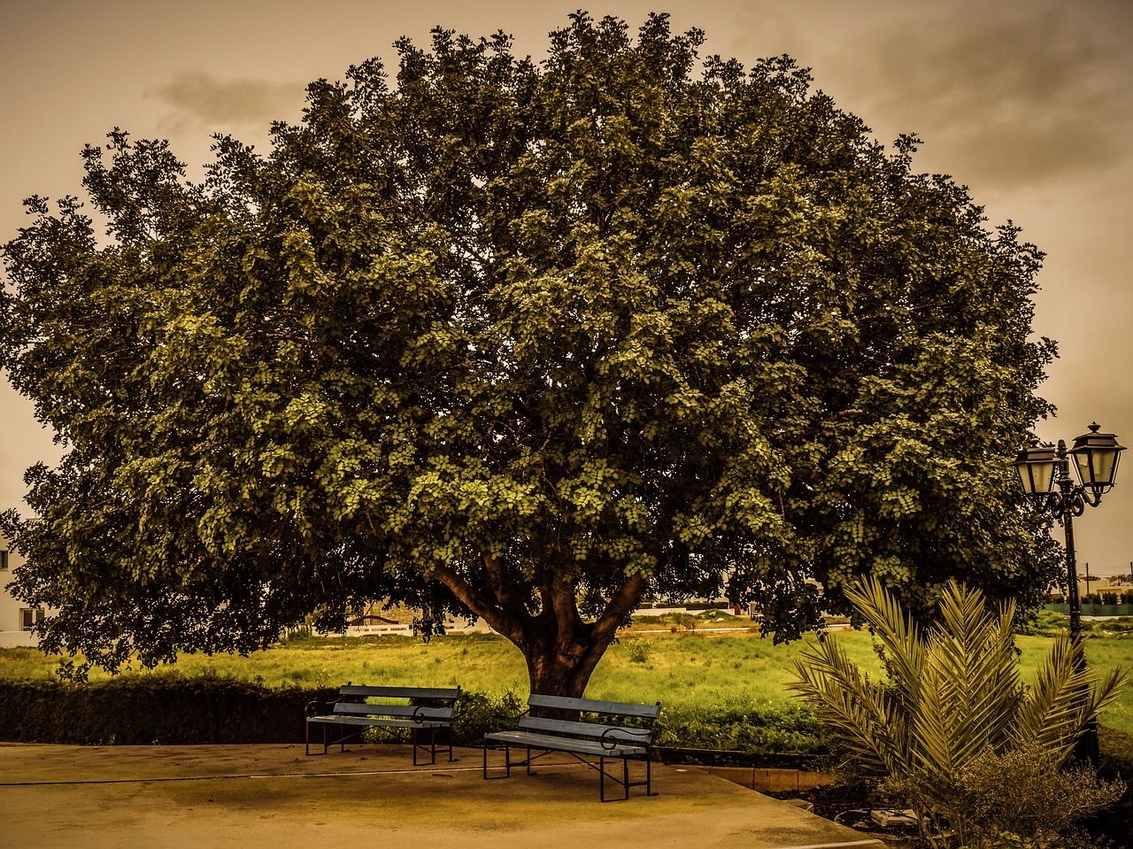 Image - tree benches lantern square