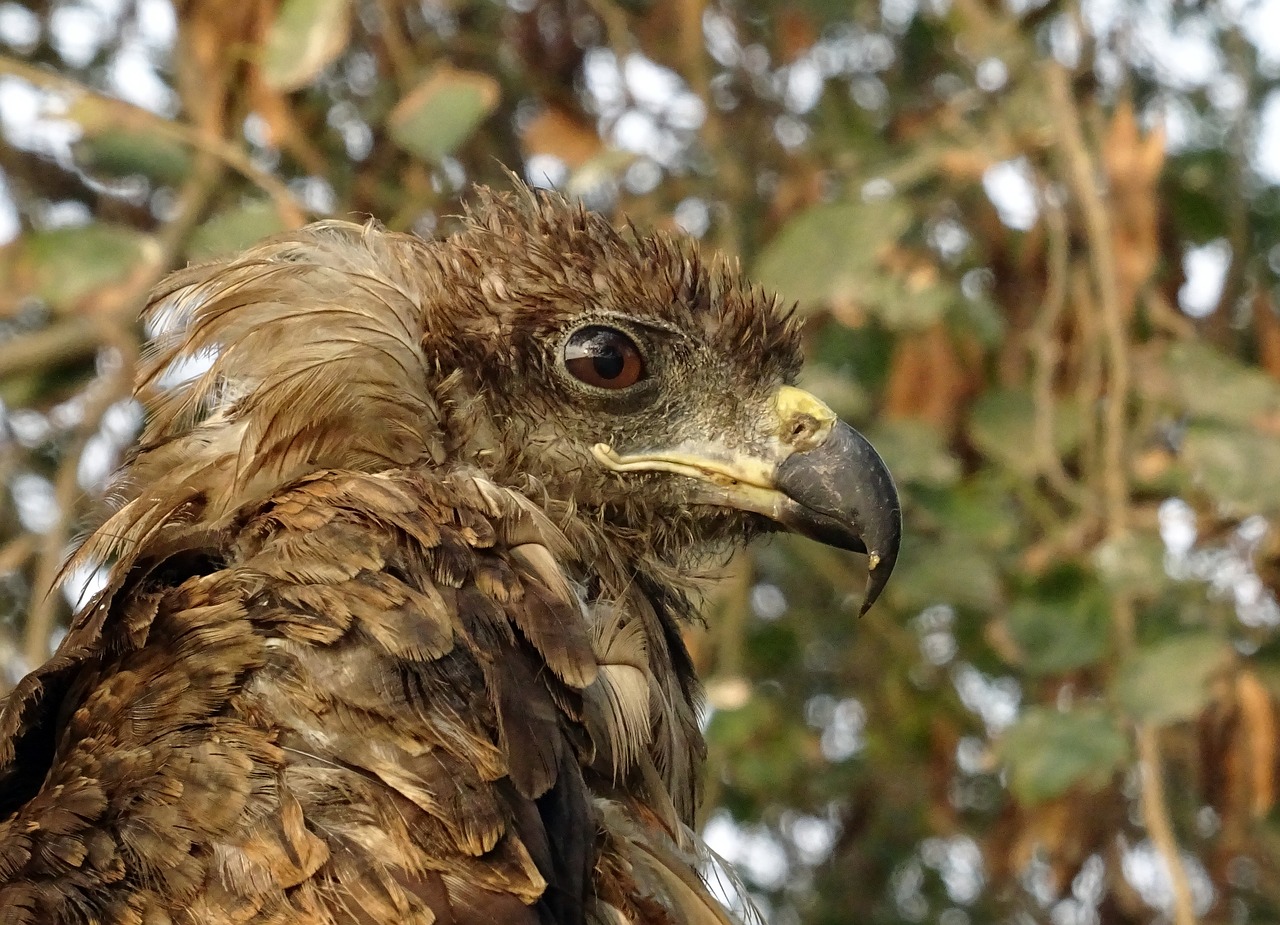 Image - bird portrait avian kite