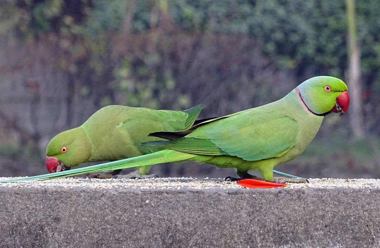 Image - bird parakeet green tropical