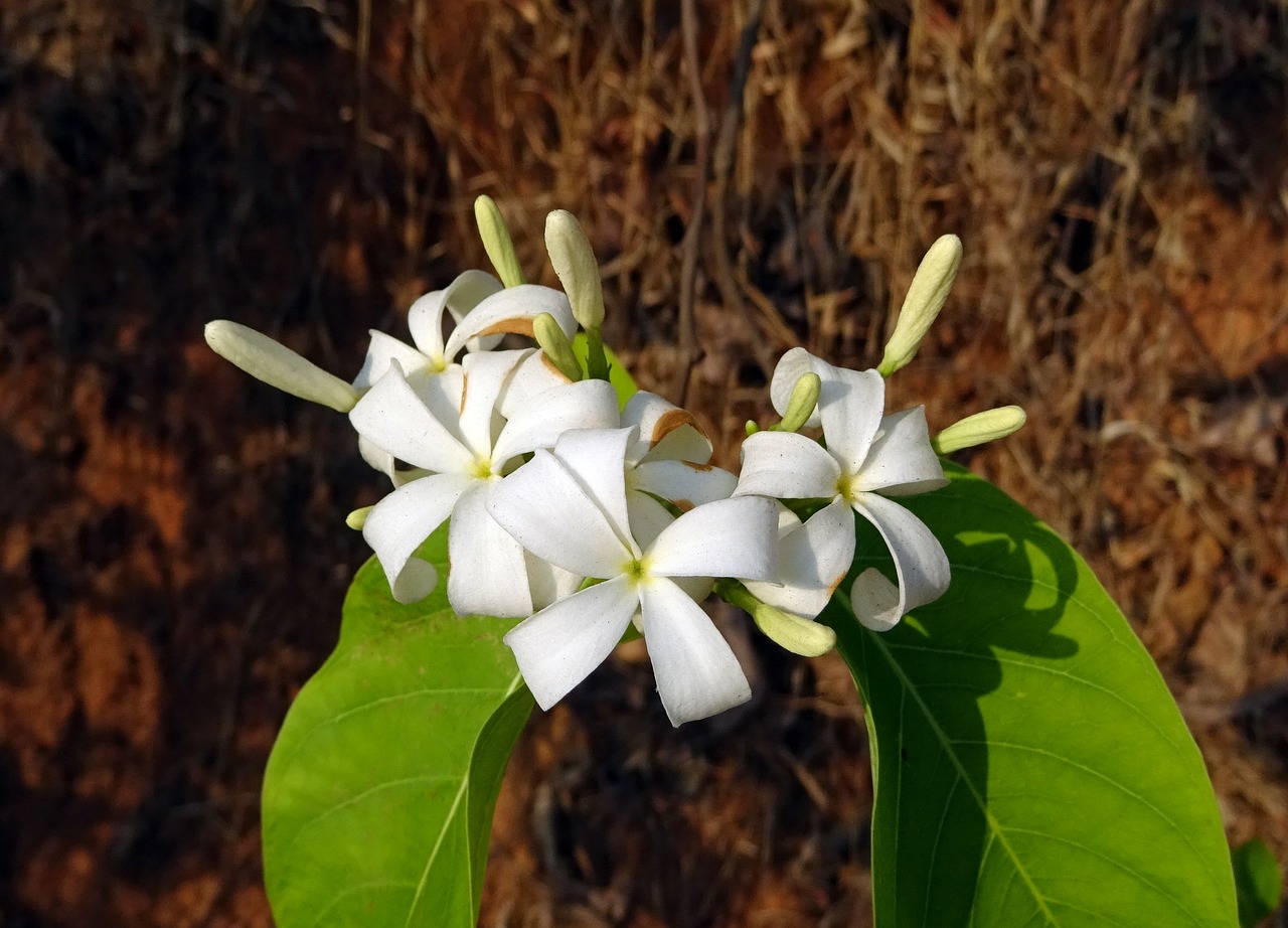 Image - flower white wild flora indrajao