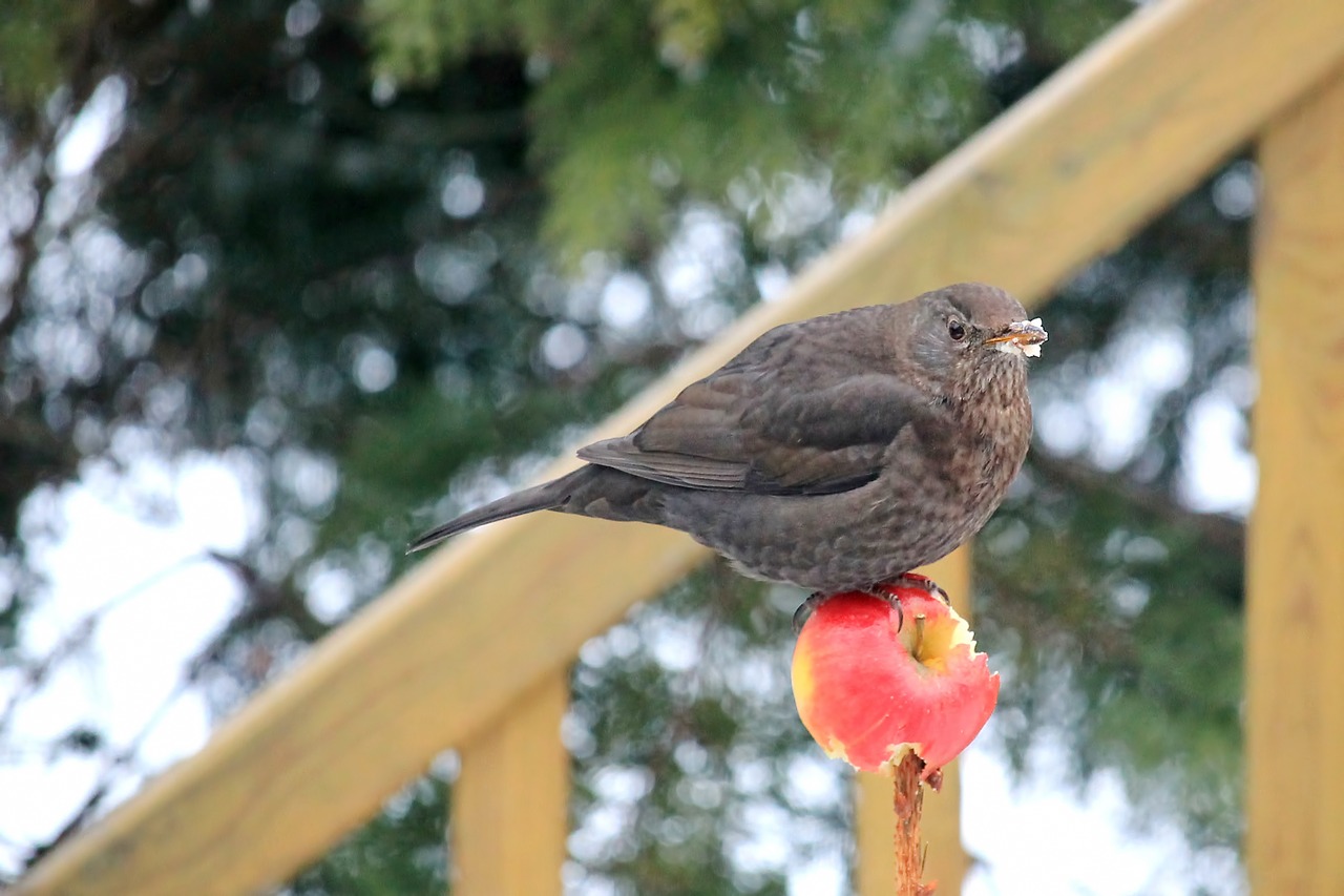 Image - blackbird blackbird female food