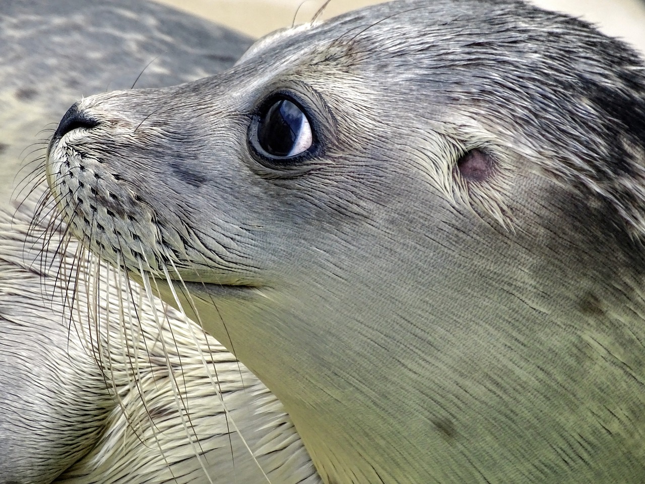 Image - robbe seal howler aquatic animal